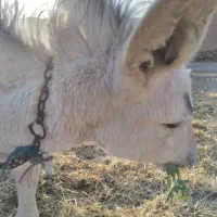 خر جوان|حیوانات مزرعه|شهرضا, |دیوار