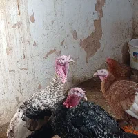 انواع مرغ خروس و بوقلمون|حیوانات مزرعه|سبزوار, امیر کبیر|دیوار