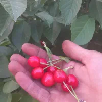 ۱۵هزارمترباغ و ۲۵هزار متر زمین با آب از چاه ۲۰متری|فروش دفتر صنعتی، کشاورزی، تجاری|تهران, امیرآباد|دیوار