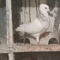 کبوتر طوقی نر خرمایی