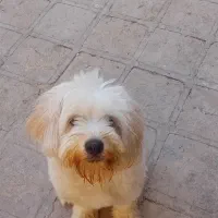 سگ پشمالو پاکوتا