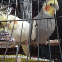 عروس هلندی و گیرینجیک و برزیلی|پرنده|صومعهسرا, |دیوار