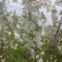 باغ آلبالو|فروش زمین و ملک کلنگی|تسوج, |دیوار