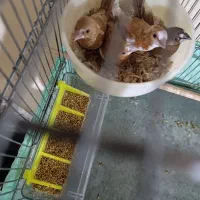 فنچ بنگالی جوجه دو ماهه 4 عدد