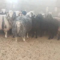 فروش بره چاق نر و ماده