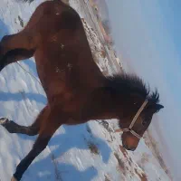 کره مادیان10ماه|اسب و تجهیزات اسب‌سواری|شیروان (خراسان), |دیوار