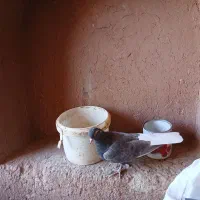 کبوتر اصفهانی زیرخاکی