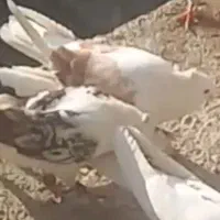 نرو ماده شونی