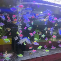 پمب  هوای سالونی آکواریوم|ماهی|قائم‌شهر, |دیوار