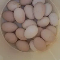 تخم مرغ بومی  ارسال به کل اصفهان
