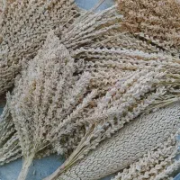 فروش گرده نخل شهرستان دیر