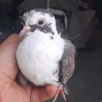 مخمل قهوه ای