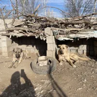 سگ سرابی ازنسل بزسرخاب|سگ|مشگین شهر, |دیوار