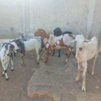 نری چاق|حیوانات مزرعه|قشم, |دیوار