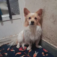 فروش سگ روباهی