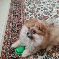 پامرانین خرسی