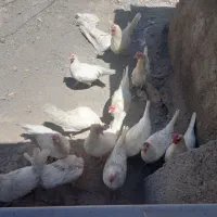 مرغ|حیوانات مزرعه|جوین, |دیوار