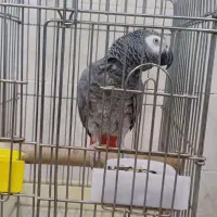 کاسکو جمله گو ۱۰۰ کلام پر صحبت و شیرین زبان