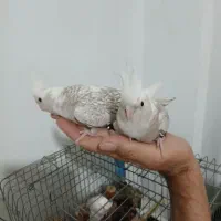 عروس هلندی|پرنده|فردیس, شهرک ۱۱۰|دیوار