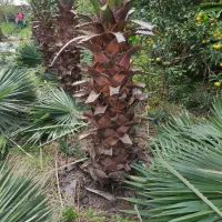 فروش تعداد 500 اصله درخت پالم واشنگتن|خدمات باغبانی و درختکاری|سرخرود, |دیوار