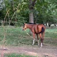 اسب مادیان|اسب و تجهیزات اسب‌سواری|تهران, بوستان چیتگر|دیوار