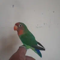 کوتوله دستی نر اواز خوان