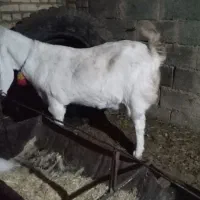 یه بز گلابی یه ما ابستن