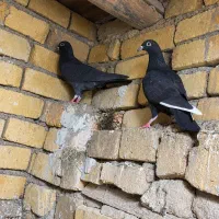 کبوتر