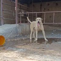 سگ پژدر کردی عراقی سرابی