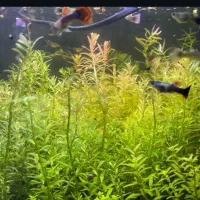 روتالا گرین