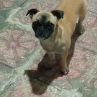 سگ خانگی بولداگ فرانسوی