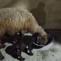 میش بره دار|حیوانات مزرعه|آبپخش, |دیوار