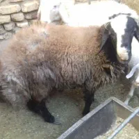 بره نر|حیوانات مزرعه|مهریز, |دیوار