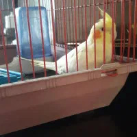 عروس هلندی|پرنده|خمین, |دیوار