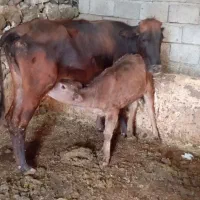 گاو وگوساله جوان