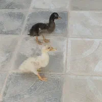 اردک