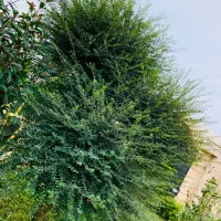 باغبانی|خدمات باغبانی و درختکاری|لشت نشا, |دیوار