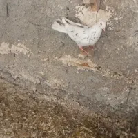 کفتر سرور بهبهانی