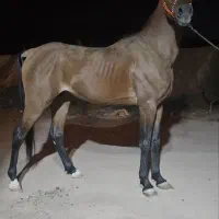 اسب عرب نریان مدرک دار یکسر وارداتی