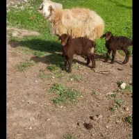 میش بره جمل دار