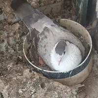 کفتر عتیقه و هوایی وجفتگاه