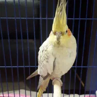 عروس هلندی