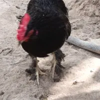 یک عدد خروس پر پا