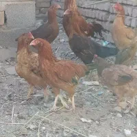 مرغ وخروس  معاوضه با عروس و کوتوله مرغ عشق|حیوانات مزرعه|خاش, |دیوار