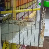 قناری|پرنده|شوشتر, |دیوار