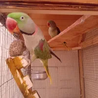 شاه طوطی|پرنده|شاهینشهر, مخابرات (شهید بهشتی)|دیوار