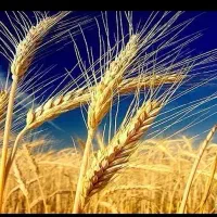 ضامن برایه وام ازدواج