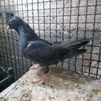 کبوتر جهت معاوضه