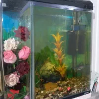 آکواریوم حلالی|ماهی|نسیمشهر, |دیوار