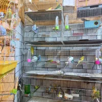 تعدادی مرغ عشق نر مولد